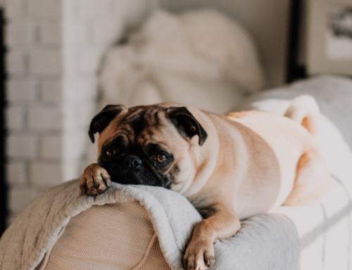 5 kinfflige Denkspiele für lhren Hund